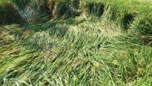 पिकाची झालेली नासाडी