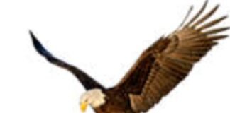 मूल नगर परिषदेच्या विषय समितीच्या सभापती पदी ज्येष्ठाची वर्णी, रत्नावार, समर्थ यांचे शिवाय कागदेलवार, येरमे आणि आडपवार झाले विषय समितीचे सभापती