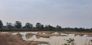 वनविभागाच्या जमीनीवर बेकायदेशीर मुरूम उत्खनन, कोटयावधीचा महसुल बुडविणा-यावर कारवाईची मागणी